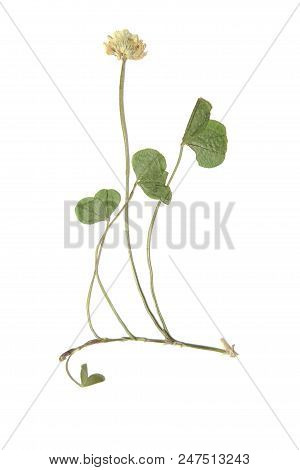 Herbarium With Dry Pressed Plants On White Background.