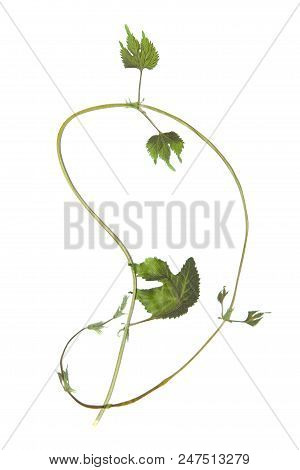 Herbarium With Dry Pressed Plants On White Background.
