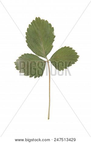 Herbarium With Dry Pressed Plants On White Background.