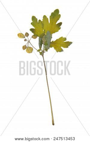 Herbarium With Dry Pressed Plants On White Background.