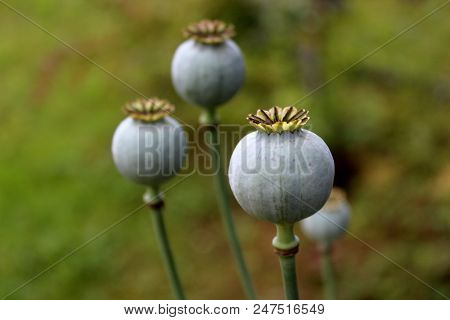 Opium Poppy Or Papaver Somniferum Or Breadseed Poppy Flower Buds In Local Garden On Dark Green Leave
