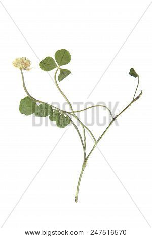 Herbarium With Dry Pressed Plants On White Background.