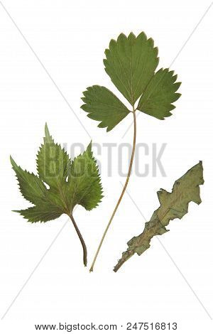 Herbarium With Dry Pressed Plants On White Background.