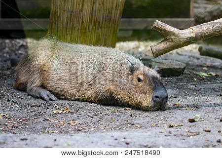 Sleeping Capybaras - Hydrochaeris Hydrochaeris - The Largest Living Rodent In The World
