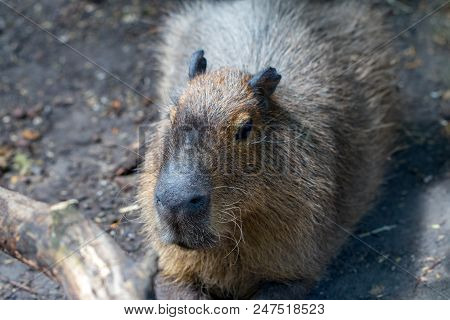 Sleeping Capybaras - Hydrochaeris Hydrochaeris - The Largest Living Rodent In The World
