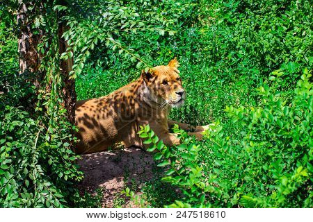 Lioness In The Grass In The Kyiv Zoo In Ukraine