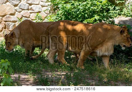 Lioness In The Grass In The Kyiv Zoo In Ukraine