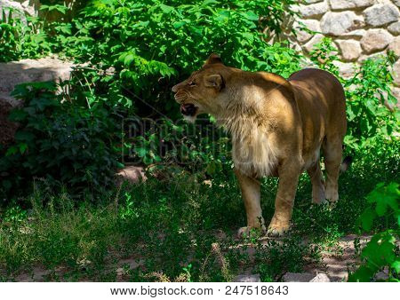 Lioness In The Grass In The Kyiv Zoo In Ukraine