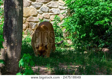 Lioness In The Grass In The Kyiv Zoo In Ukraine