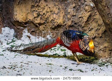 Golden Pheasant (chrysolophus Pictus) Or Chinese Pheasant Outdoors.