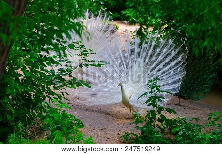 White Peacock Opens Its Tail In The Private Garden