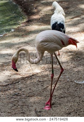 Flock Of Beautiful Pink Flamingos In Near The River