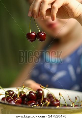 Sweet Cherry Merry In Human Hand With Teenager Girl On Background Close Up Summer Outdoor Photo