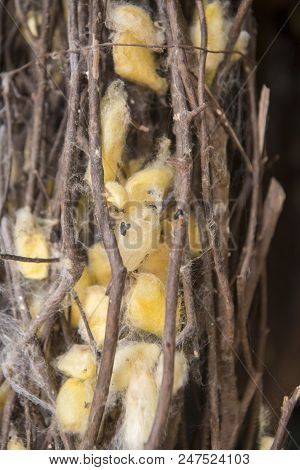 Silk Cocoon At A Silk Production At The Silk Island Or Koh Dach Near The City Of Phnom Penh Of Cambo
