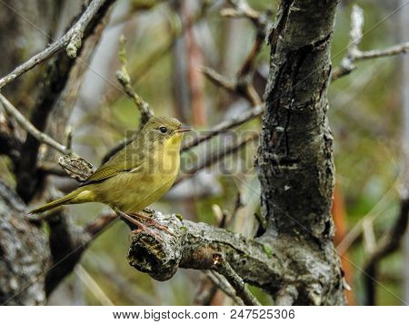 Orange-crowned Warbler Stand On A Branch In Quebec, Canada