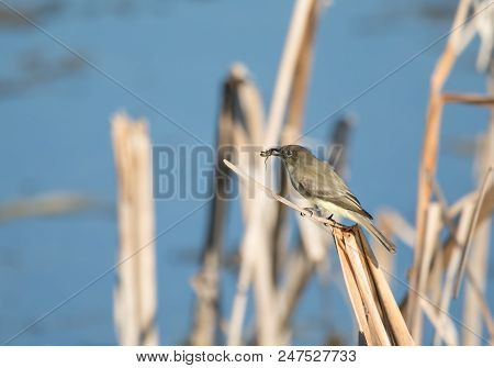 Bells Vireo Is Perched With Dinner In The Noon Day Sun