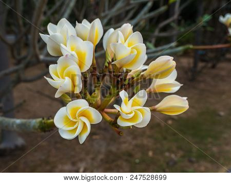 Champa Flower A Blossoming In The Garden