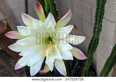 Night Blooming Flower Of Cereus Cactus Is About To Close For The Day In Early Spring Morning