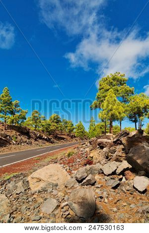 Landscape with road in pine grove, mountains, sea in Teide National Park, Tenerife, Canary Islands, Spain 