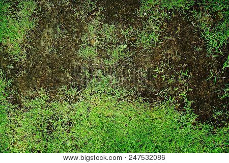 Pests And Disease Cause Amount Of Damage To Green Lawns, Lawn In Bad Condition And Need Maintaining.