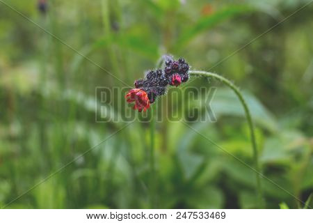 Close-up Image Of Bright Orange Hawkweed Flowers In Bloom, Wild Ornamental Flowering Plants With Gre