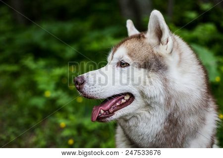 Close-up Portrait Of Beautiful Beige Dog Breed Siberian Husky With Tonque Hanging Out Sitting In The