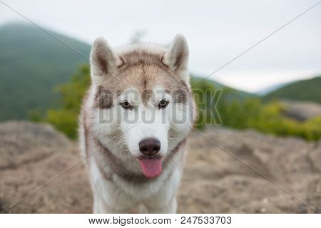 Close-up Portrait Of Gorgeous Beige And White Siberian Husky Dog With Tonque Hanging Outat The Top O