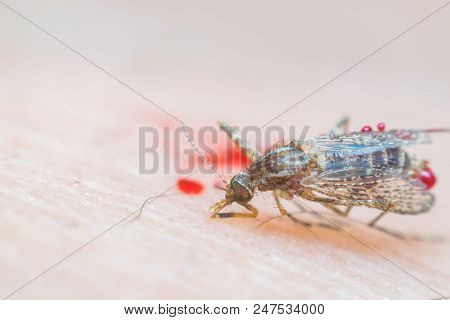 Macro Of Smashed Mosquito (aedes Aegypti) To Died