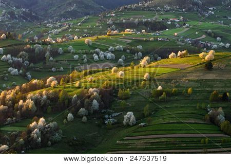 Spring Cherry Tree, Meadows And Fields Landscape In Slovakia. Blossoming Cherry Trees. Fresh Country