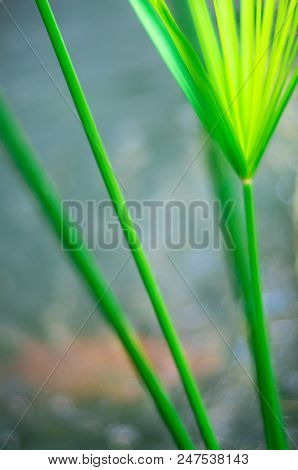Cyperus Umbrella Plant And The Reflection Of Light On Water Surface