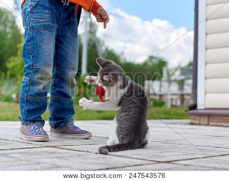 Boy Is Playing With Small Cat. Cat Is Chasing Toy Mouse.