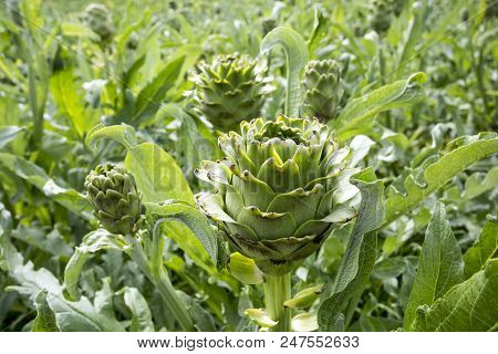 Natural Organic Agriculture; Artichoke Field (turkey / Izmir / Urla)