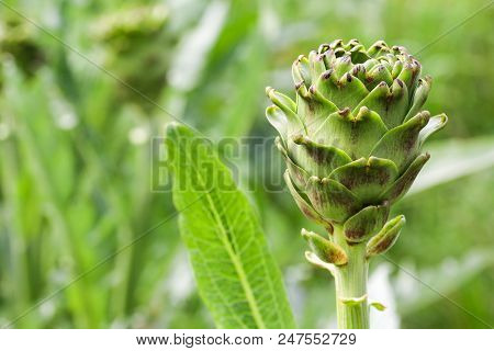 Natural Organic Agriculture; Artichoke Field (turkey / Izmir / Urla)