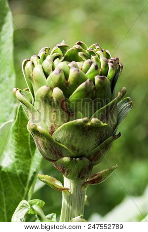 Natural Organic Agriculture; Artichoke Field (turkey / Izmir / Urla)