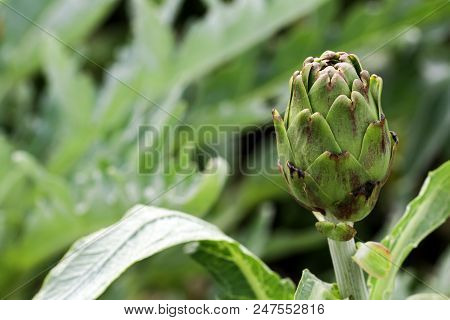 Natural Organic Agriculture; Artichoke Field (turkey / Izmir / Urla)