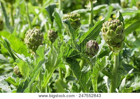 Natural Organic Agriculture; Artichoke Field (turkey / Izmir / Urla)