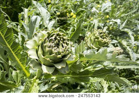 Natural Organic Agriculture; Artichoke Field (turkey / Izmir / Urla)