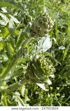 Natural Organic Agriculture; Artichoke Field (turkey / Izmir / Urla)