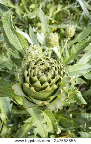 Natural Organic Agriculture; Artichoke Field (turkey / Izmir / Urla)