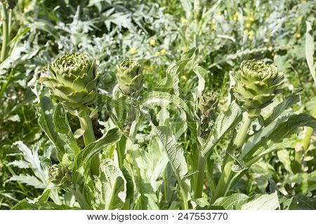 Natural Organic Agriculture; Artichoke Field (turkey / Izmir / Urla)
