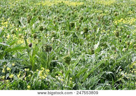 Natural Organic Agriculture; Artichoke Field (turkey / Izmir / Urla)