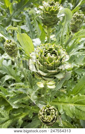 Natural Organic Agriculture, Artichoke Field (turkey / Izmir / Urla)