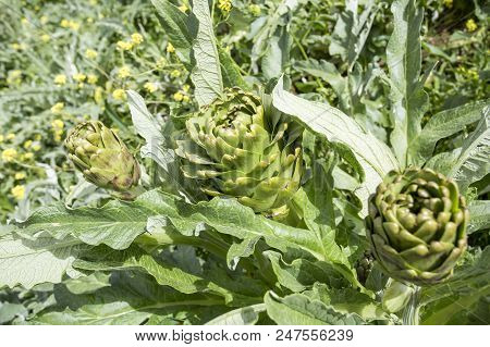 Natural Organic Agriculture; Artichoke Field (turkey / Izmir / Urla)