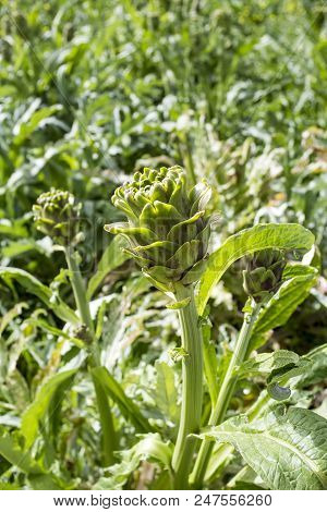 Natural Organic Agriculture; Artichoke Field (turkey / Izmir / Urla)