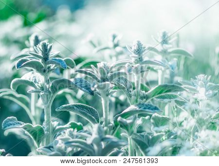 Stachys Byzantina, Lamb's-ear Or Woolly Hedgenettle Floral Summer Garden Background. Decorative Plan
