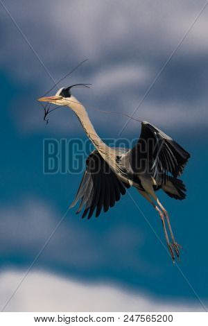 Great Blue Heron Brings Nesting Material To The Nest