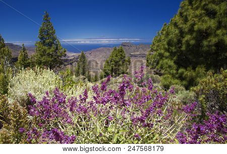Gran Canaria, View From Las Cumbres, The Highest Areas Of The Island, Towards Teide On Tenerife
