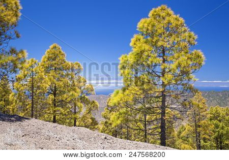 Gran Canaria, View From Las Cumbres, The Highest Areas Of The Island, Towards Teide On Tenerife