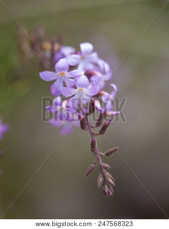 Flora Of Gran Canaria - Campylanthus Salsoloides, Endemic To Canary Islands, Locally Called Sea Rose