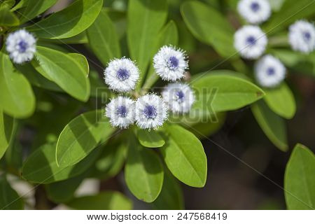 Flora Of Gran Canaria - Globularia Sarcophylla